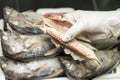 Hand in Latex glove holding Mackerel fish boiled