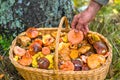 Hand, laying an edible mushroom in a trug standing under a tree in-field