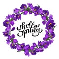 Hand lettering Hello Spring with crocuses. Illustration in hand drawn style.