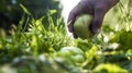 A hand lifts green apple from a ground