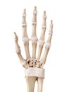 The hand ligaments