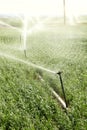 An agricultural hand line sprinkler in a wheat field.