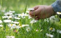 Hand of a little girl, picking a daisy flower Royalty Free Stock Photo
