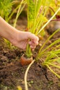 Hand Of Little Girl Pull Carrot From Ground In Vegetable Garden.