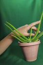 A hand of a little girl touching the thorns of an aleo Vera plant