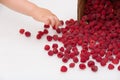 Hand of a little toddler child taking fresh organic raspberries from carton box. Boy picking berries. Summer dessert Royalty Free Stock Photo