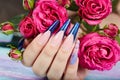 Hand with long artificial blue french manicured nails and rose flowers Royalty Free Stock Photo