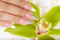 Hand with long artificial french manicured nails and orchid flower Royalty Free Stock Photo