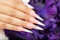 Hand with long artificial french manicured nails and a purple Iris flower Royalty Free Stock Photo