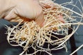 in hand long wooden shavings against the backdrop of a construction site