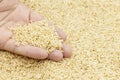 Brown long-grain rice Royalty Free Stock Photo