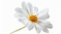 Hand-made clipping path for Daisy flower Royalty Free Stock Photo