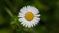 Hand made clipping path isolates daisy flower on white Royalty Free Stock Photo