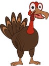 hand made drawing of live turkey for thanksgiving