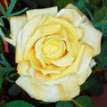 Pale yellow fake rose flower, floral background Royalty Free Stock Photo