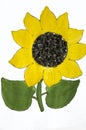 Hand-made picture of lovely sunflower. Painted with yellow and green gouache and glued black seeds. Art on the white background Royalty Free Stock Photo