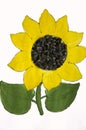 Hand-made picture of lovely sunflower. Painted with yellow and green gouache and glued black seeds. Art on the white background Royalty Free Stock Photo