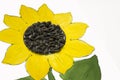Hand-made picture of lovely sunflower. Painted with yellow and green gouache and glued black seeds. Art on the white background Royalty Free Stock Photo