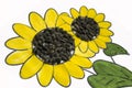 Hand-made picture of lovely sunflower. Painted with yellow and green gouache and glued black seeds. Art on the white background Royalty Free Stock Photo