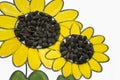 Hand-made picture of lovely sunflower. Painted with yellow and green gouache and glued black seeds. Art on the white background Royalty Free Stock Photo