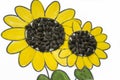 Hand-made picture of lovely sunflower. Painted with yellow and green gouache and glued black seeds. Art on the white background Royalty Free Stock Photo