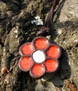 A hand made polymer clay flowers pendant