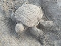 Hand made Sand tortoise in Bali beach.  https://www.dreamstime.com/#res30574190 Royalty Free Stock Photo