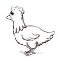 Hand made sketch of chiken Royalty Free Stock Photo