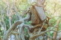 Hand made wooden bird house nest in public Park ,