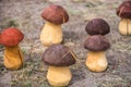 Hand made wooden mushrooms