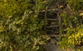 Hand made wooden stairs park outdoor green foliage natural environment Royalty Free Stock Photo