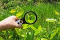 A hand with a magnifier increases the red beetle on a green leaf of a plant