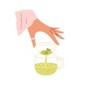 Hand making green tea with strainer and Chinese leaves. Woman brewing and pouring healthy hot drink through filter into Royalty Free Stock Photo