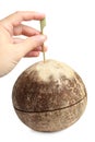 Hand making hole in coconut Royalty Free Stock Photo