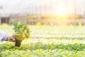 Hand of male biochemist holding seedling in plant nursery