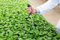 Hand of male biochemist using pipette on seedlings in plant nursery