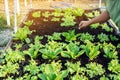 Hand of male farmer using a food fork to shovel soil to cultivate earthworms in an organic vegetable garden. Use simple equipment