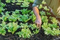 Hand of male farmer using a food fork to shovel soil to cultivate earthworms in an organic vegetable garden. Use simple equipment Royalty Free Stock Photo