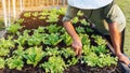 Hand of male farmer using a food fork to shovel soil to cultivate earthworms in an organic vegetable garden. Use simple equipment Royalty Free Stock Photo