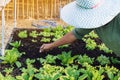 Hand of male farmer using a food fork to shovel soil to cultivate earthworms in an organic vegetable garden. Use simple equipment