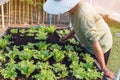 Hand of male farmer using a food fork to shovel soil to cultivate earthworms in an organic vegetable garden. Use simple equipment Royalty Free Stock Photo