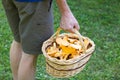 Hand of man back holding a basket of chanterelle mushrooms Royalty Free Stock Photo