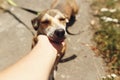 Hand of man caress brown scared dog from shelter posing outside Royalty Free Stock Photo