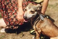 Hand of man caress brown scared dog from shelter posing outside