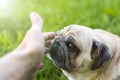 Hand of a man caresses a dog Royalty Free Stock Photo