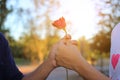 Hand of man is giving a red rose to woman on nature blurred background with sunshine effect. Romantic lovers dating. Valentine`s Royalty Free Stock Photo