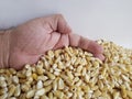 hand of a man grabbing grains of corn