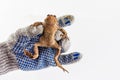 the hand of a man in a gray glove holds great caucasian earthen toad on a white background. Royalty Free Stock Photo