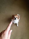 Hand of man and guilty dog at home, person pointing finger at cute dog and punish the dog