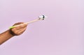 Hand of man holding bass nigiri with chopsticks over isolated pink background